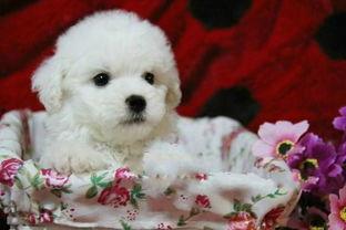 徐州爆料比熊事件最新,宠物悲剧引发社会关注与反思 第3张 徐州爆料比熊事件最新,宠物悲剧引发社会关注与反思 第3张